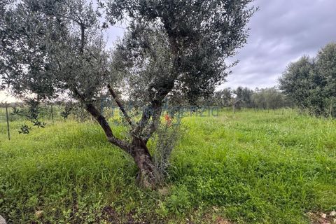 Farm hus i Ostuni, Brindisi, Ostuni - € 35.000 | Ref: 172887 - foto 4